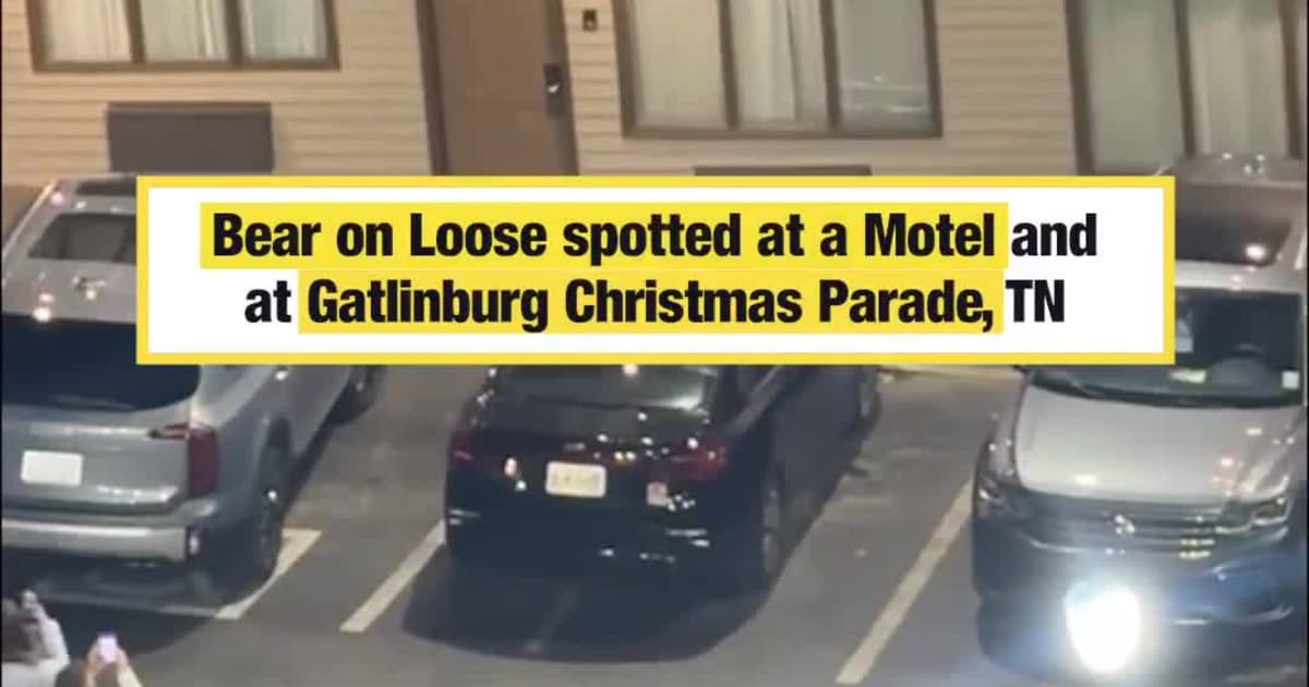 Bear on Loose spotted at a Motel and at Gatlinburg Christmas Parade, TN