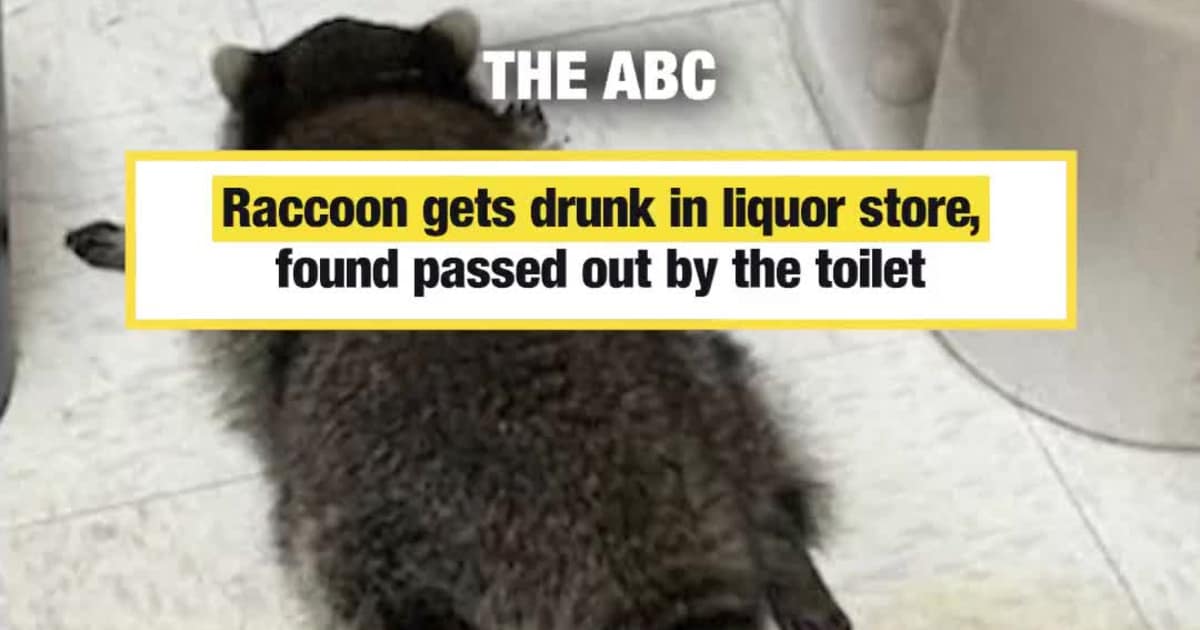 Raccoon gets drunk in liquor store, found passed out by the toilet