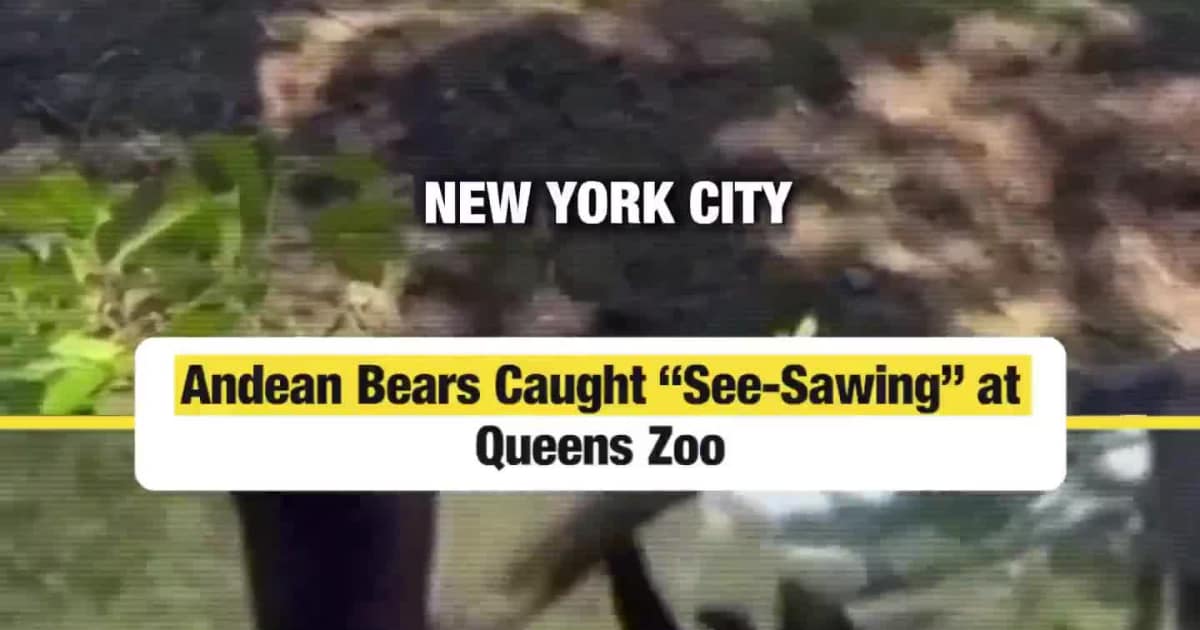 Andean Bears Caught “See-Sawing” at Queens Zoo