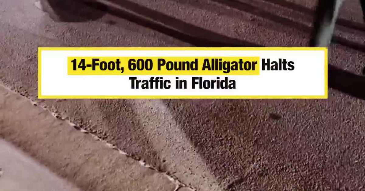 14-Foot, 600 Pound Alligator Halts Traffic in Florida
