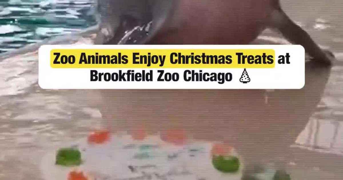 Brookfield Zoo Animals Celebrate Christmas With Festive Treats in Chicago