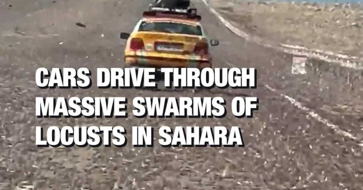 Cars Drive Through Massive Swarms of Locusts in Sahara