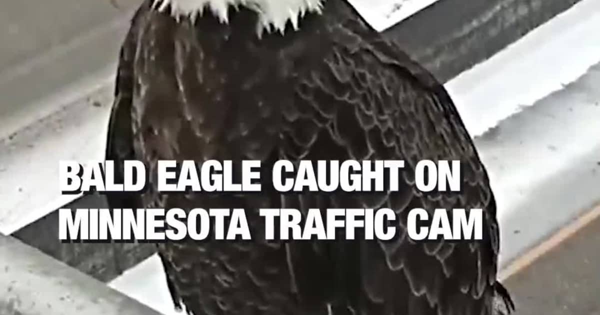 Bald Eagle Caught on Minnesota Traffic Cam
