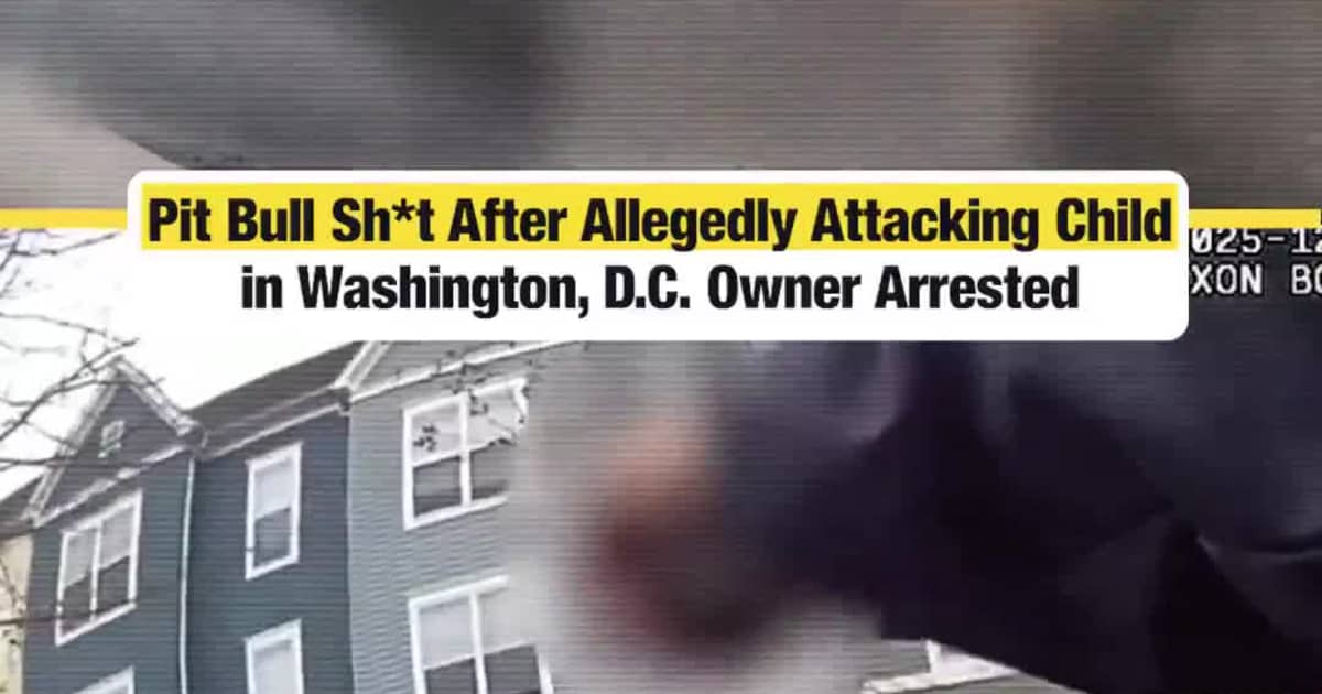 Pit Bull Shot After Alleged Child Attack in Washington, D.C.; Dog’s Owner Arrested