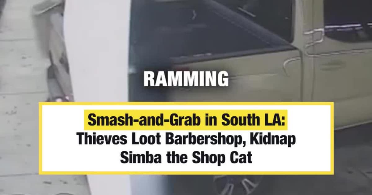 Surveillance Video Shows Burglars Ramming LA Barbershop Before Snatching Mascot Cat Simba