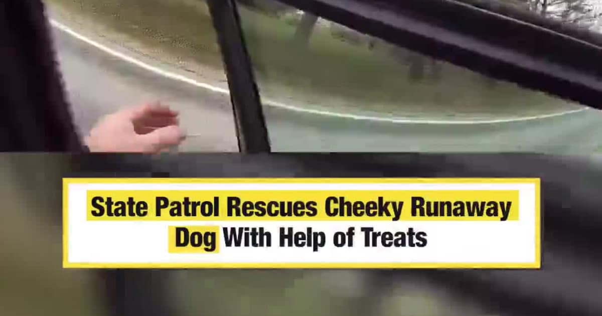 State Patrol Rescues Cheeky Runaway Dog With Help of Treats