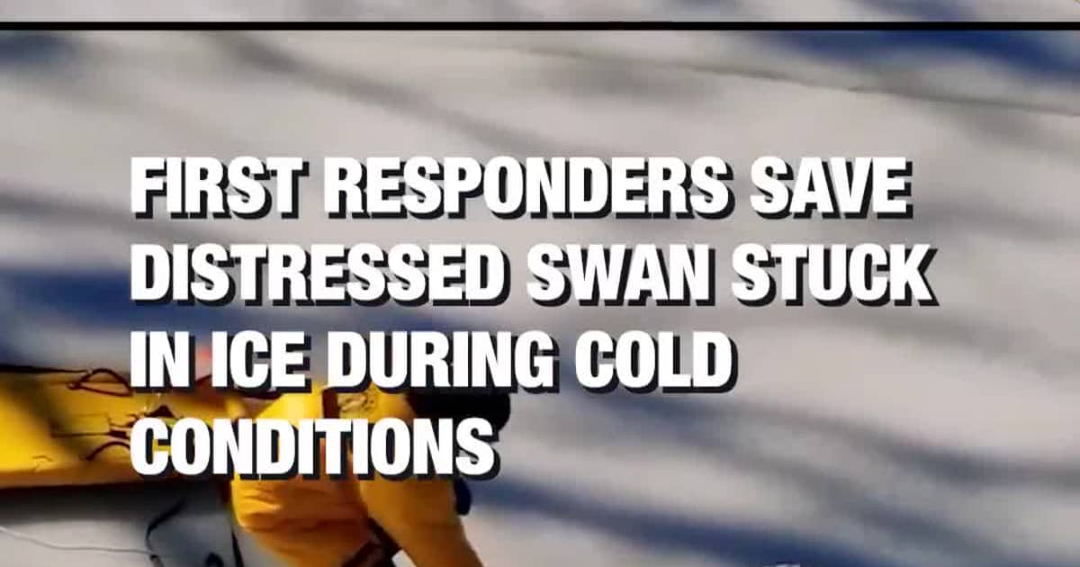 First Responders Save Distressed Swan Stuck in Ice During Cold Conditions