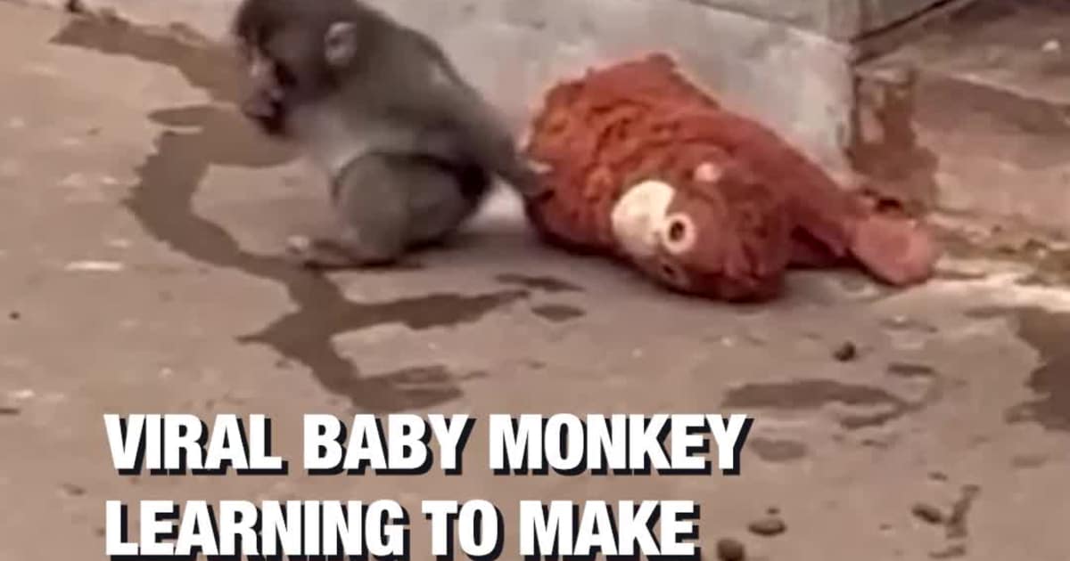 Viral Baby Monkey Learning to Make Friends After Abandonment