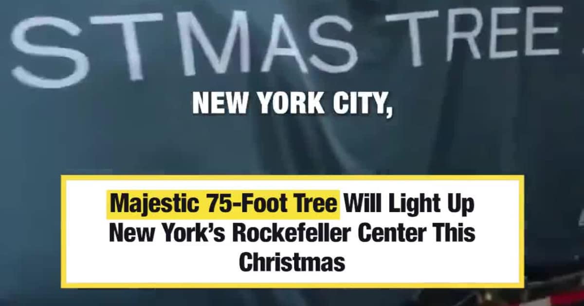 Majestic 75-Foot Tree Will Light Up New York’s Rockefeller Center This Christmas