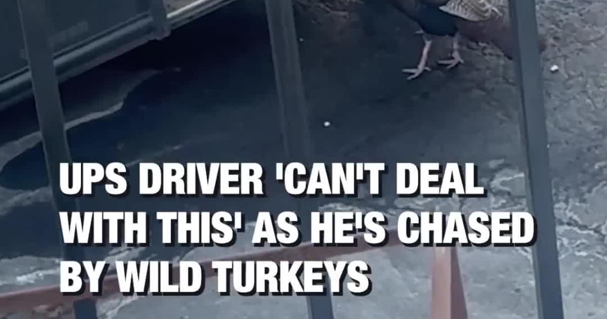 UPS Driver 'Can't Deal With This' as He's Chased by Wild Turkeys