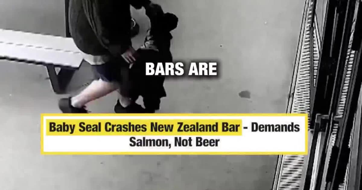 Baby Seal Crashes New Zealand Bar - Demands Salmon, Not Beer