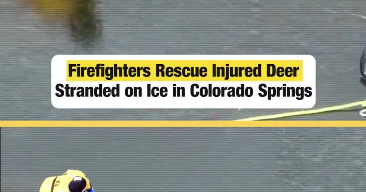 Firefighters Rescue Injured Deer Stranded on Ice in Colorado Springs