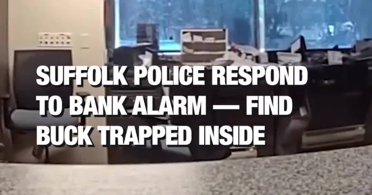 Suffolk Police Respond to Bank Alarm — Find Buck Trapped Inside